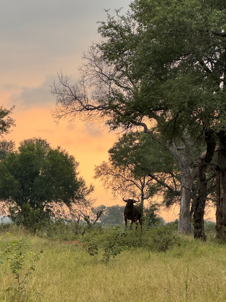 Wildebeest under a tree in Kruger national park as the sun sets behind