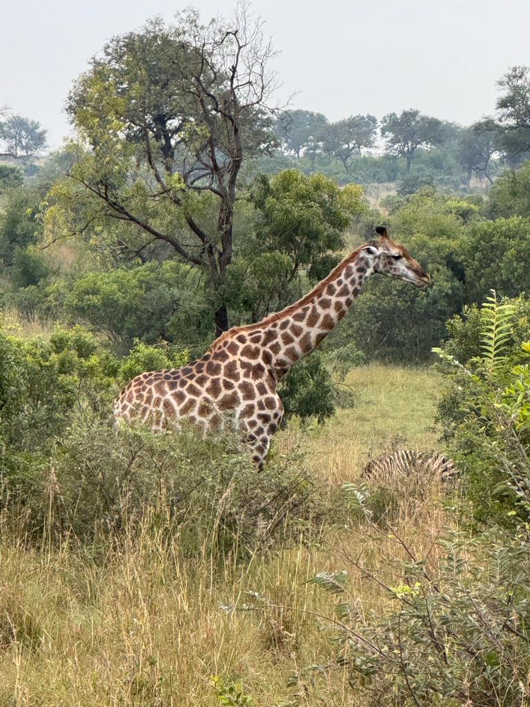 A giraffe surrounded by trees and bushes