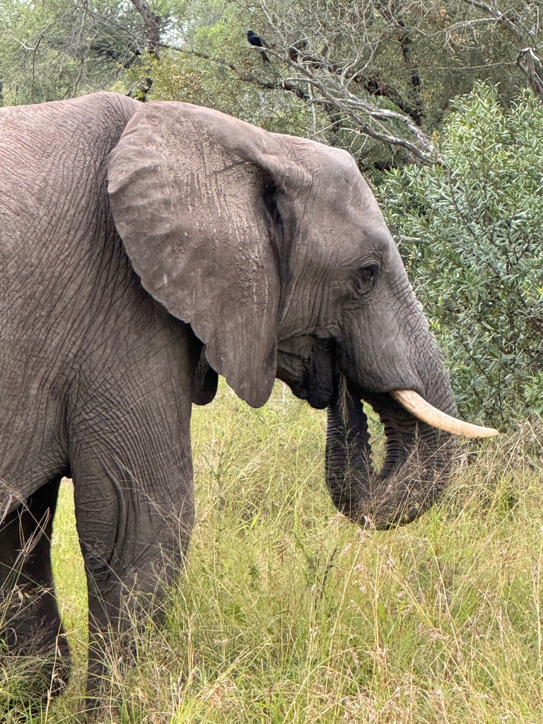 An African elephant, viewed from the side