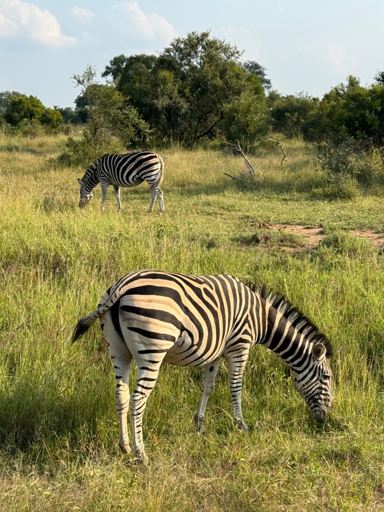 Two zebras grazing in a grassy field