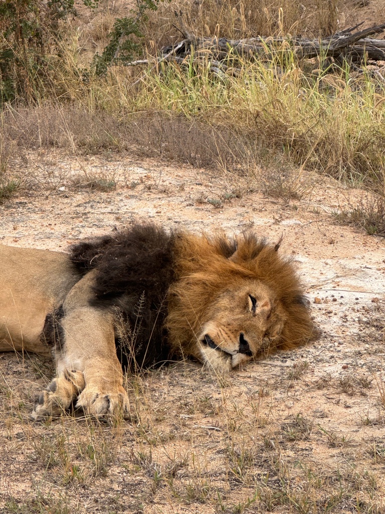 A sleeping dominant male lion with a dark mane