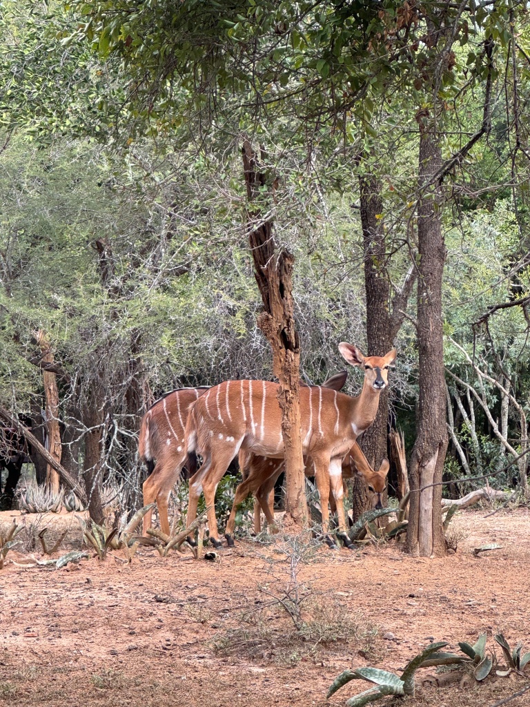 Female kudu antelope, next to a cluster of trees