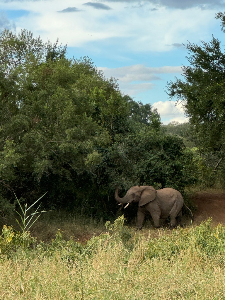 An elephant pulling branches from a tree