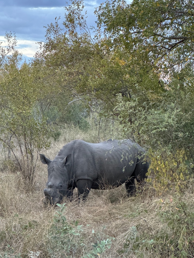 A black rhino in the undergrowth