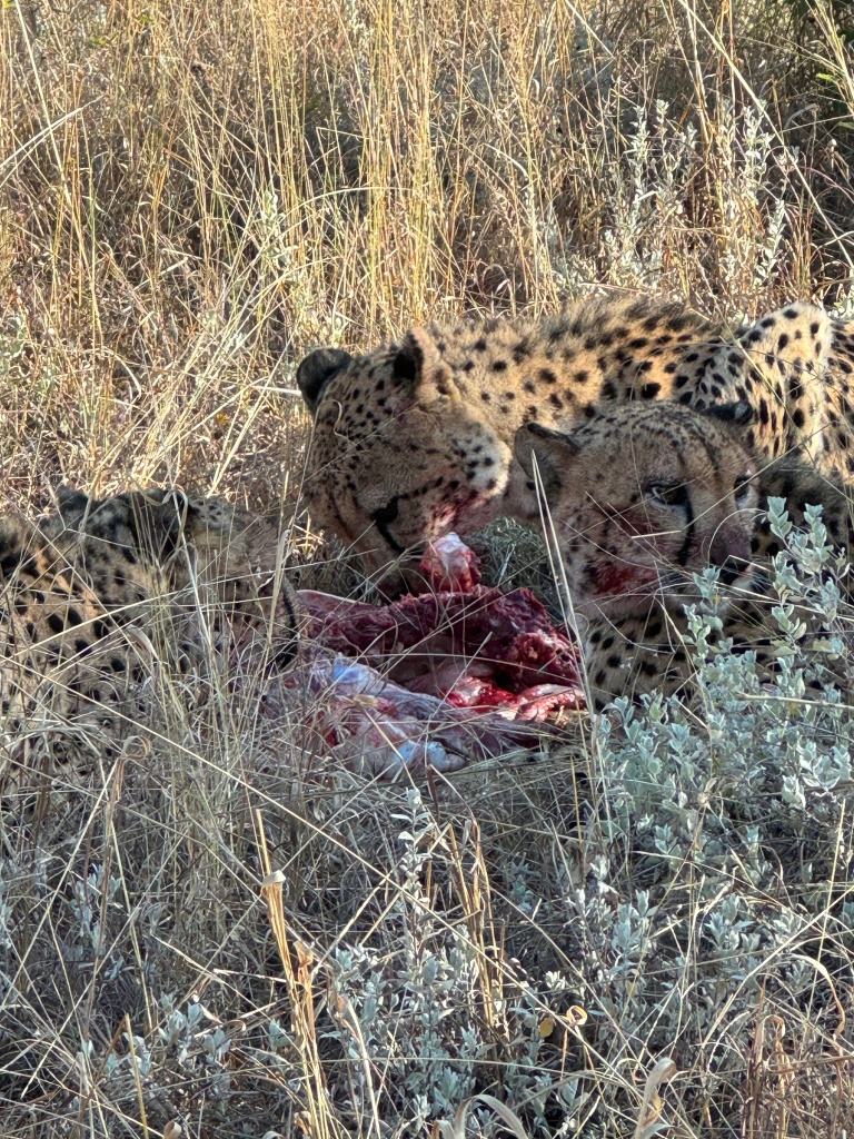 Three cheetahs eating a freshly-caught impala