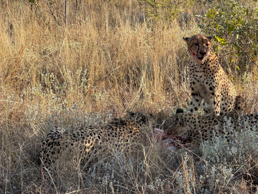 Two cheetahs eating an impala they have just caught. A third cheetah is up on its front legs, looking for predators. They have blood on their face.