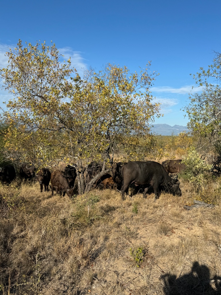 A herd of buffalo in the bush growth