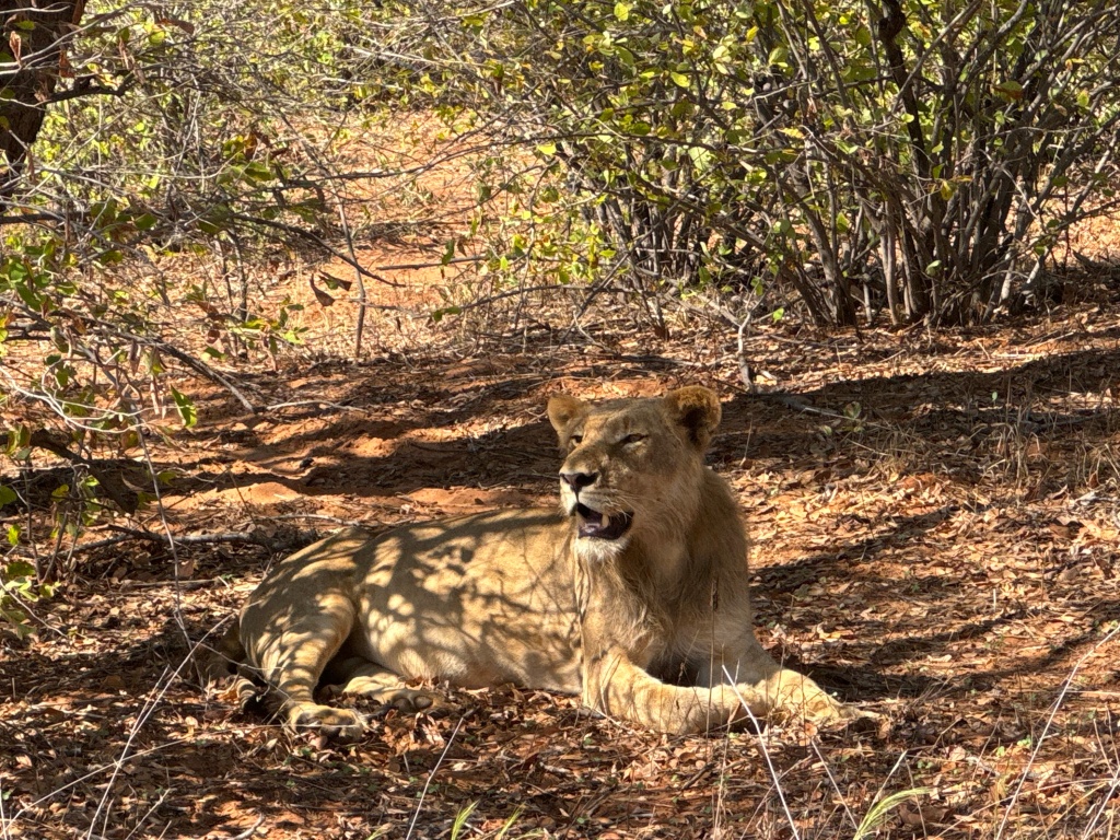 Male lion, sitting on the ground with his mouth open