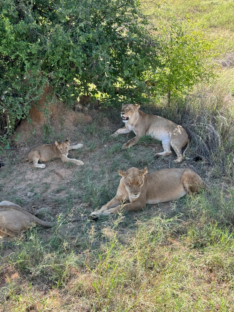 Pride of female lions and lion cubs sitting in the shade under a tree