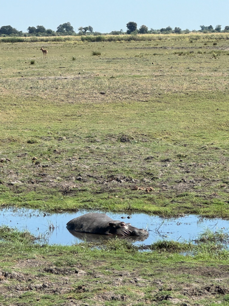 A hippopotamus sleeps in a pool of water. There are antelope in the field behind.