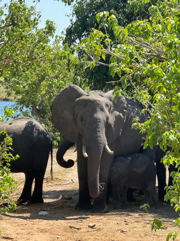 A group of elephants in the trees. A female elephant in the middle, with a young elephant underneath suckling on her. Another young elephant is to the left.