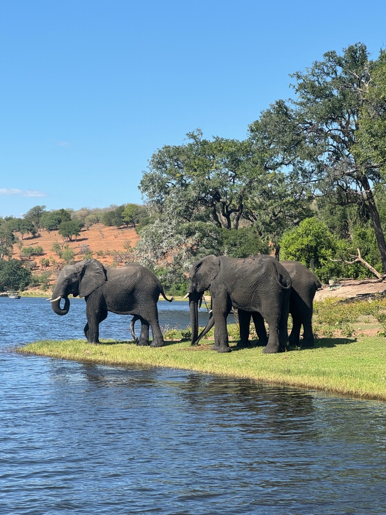 Three full grown elephants on the grass, next to a river. There is a clear blue sky in the background.