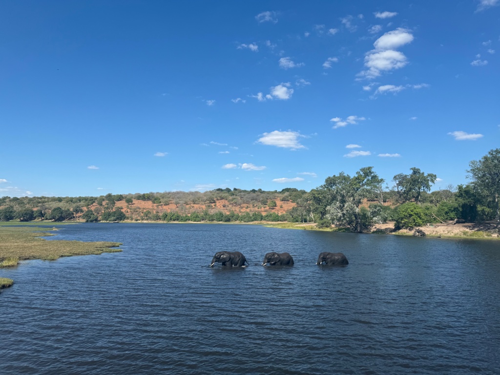Three elephants in a row walking through a river. There is bushland and a bright blue sky in the background.